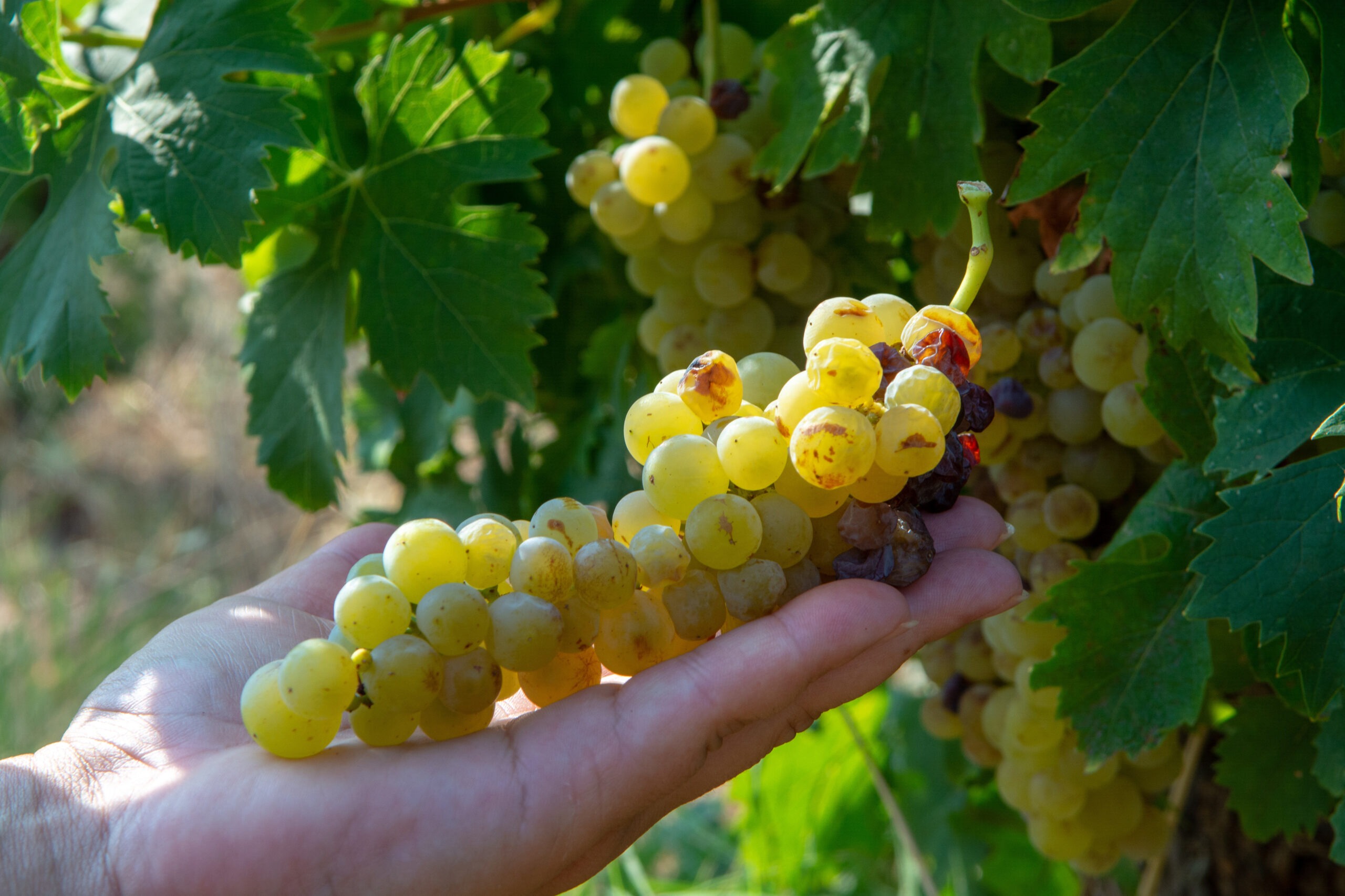 Ripe white wine grapes plants on vineyard in France, white ripe muscat grape new harvest funeral-home-22-1